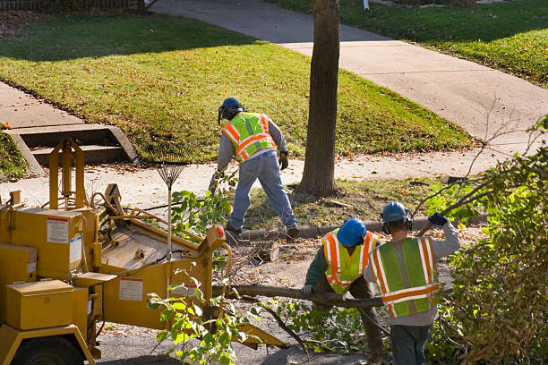 Best Best Tree Removal Services  in Mount Kisco, NY